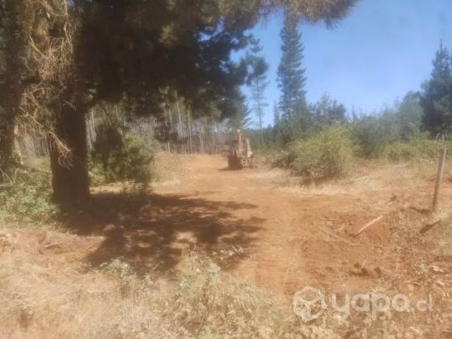 1,2 ha Catillo-Digua. Parral - Imagen 2