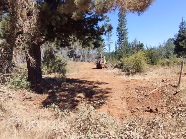 1,2 ha Catillo-Digua. Parral - Imagen 3