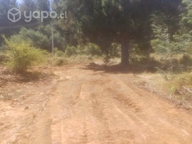 1,2 ha Catillo-Digua. Parral