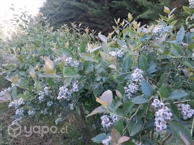 Se vende campo