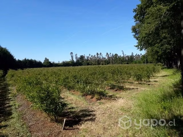 Se vende campo