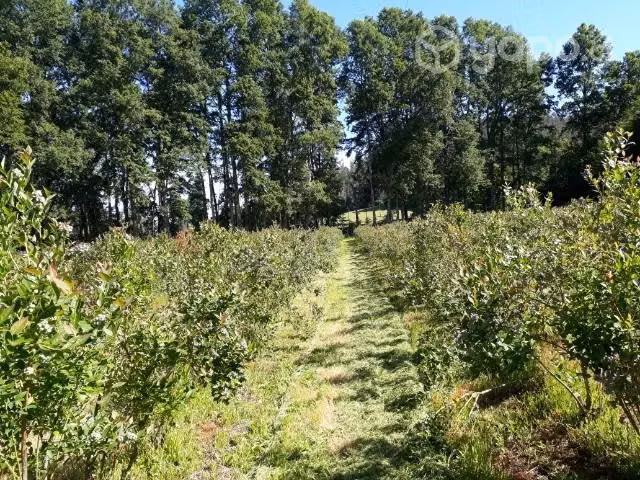 Se vende campo