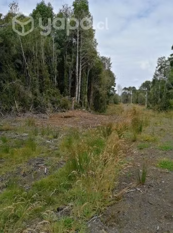 Vendo Parcela 5000 m2 Bosque 7 (N° 28) - Imagen 5
