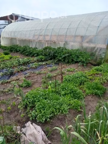 Se vende sitio en carelmapu