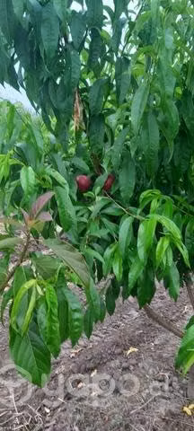 Parcela de agrado