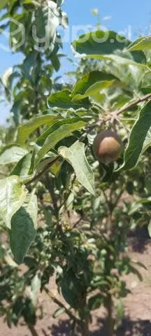 Parcela de agrado