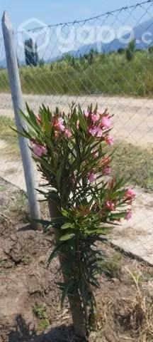 Parcela de agrado