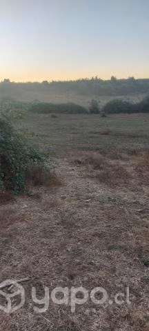 Terreno agricola