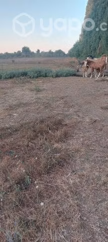 Terreno agricola