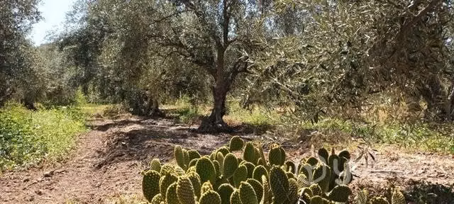 Parcelas planas TilTil Región Metropolitana