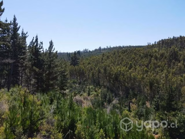 Sitio Loteo Alto Polcura Puertecillo - Imagen 9