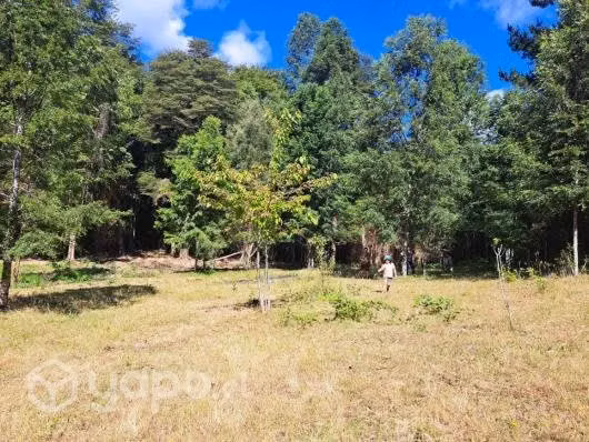 Campo