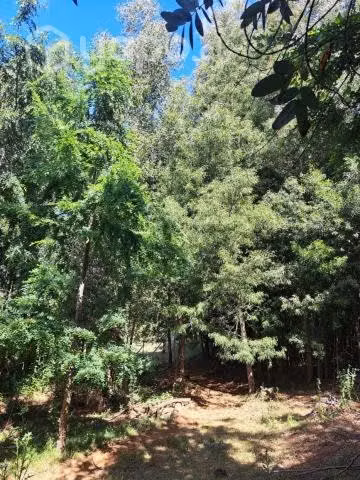 Campo