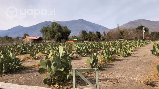 Parcela 5 Ha V Región Chincolco