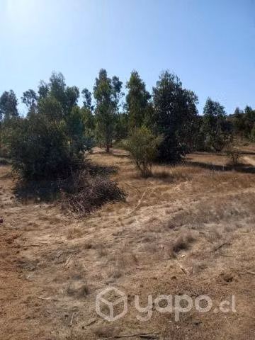 Vendo terreno en pumanque 5000m2