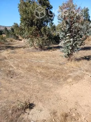Vendo terreno en pumanque 5000m2