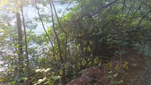 Terreno Panguipulli 5 ha, borde río
