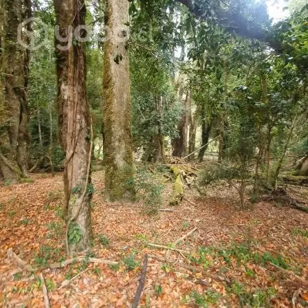 Hermoso terreno 1,1 ha en la carretera Austral