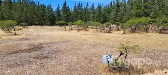 Se vende parcela en el sur-cauquenes - Imagen 9
