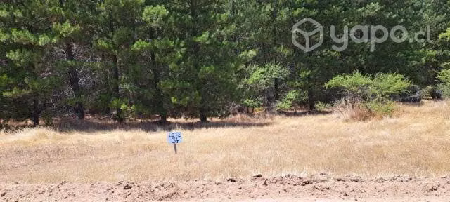 Se vende parcela en el sur-cauquenes - Imagen 7