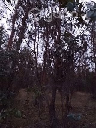 Parcela en coipin , san nicolas