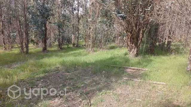 Parcela en coipin , san nicolas