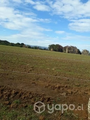 Parcela Cañete, sector laguna Lloncao