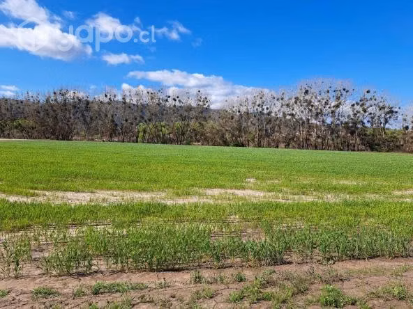 Parcela 5000 mt2 Curepto sector Paraguay - Imagen 6