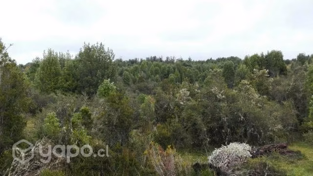 Vendo Campo en Chiloé