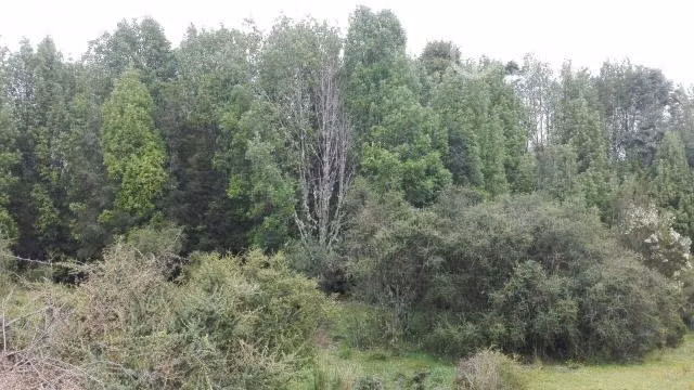 Vendo Campo en Chiloé