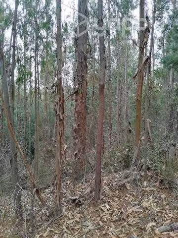 Bosque eucalipto 14 hectáreas