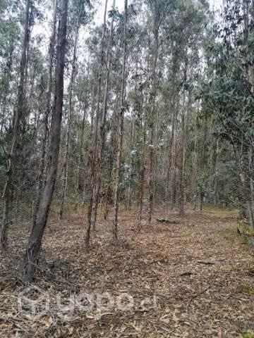 Bosque eucalipto 14 hectáreas