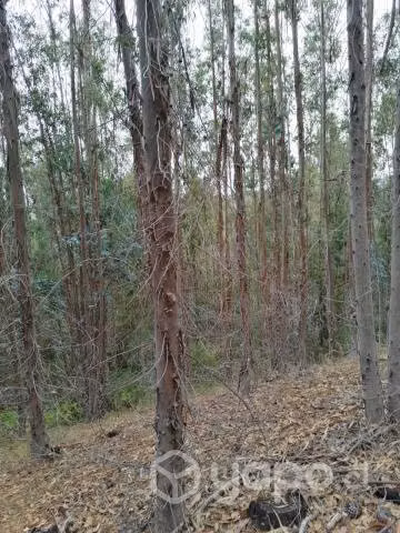 Bosque eucalipto 14 hectáreas