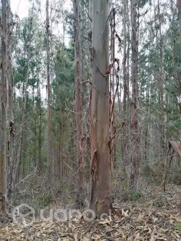 Bosque eucalipto 14 hectáreas