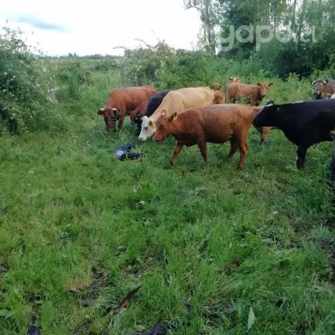 Terrenos Exclusivos entreSan Carlos / Chillan a 3