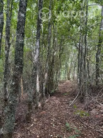 Vendo terreno de 5.000 M2 a 20 min de Villarrica