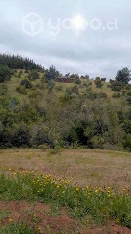 Vendo hermosa parcela 5000m2 en Yumbel - Imagen 11