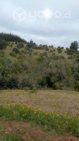 Vendo hermosa parcela 5000m2 en Yumbel - Imagen 9