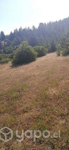 Vendo hermosa parcela 5000m2 en Yumbel - Imagen 6