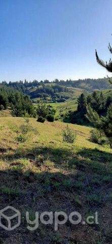 Vendo hermosa parcela 5000m2 en Yumbel - Imagen 2