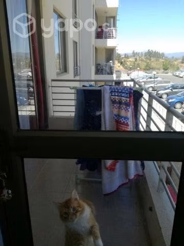 Se vende departamento en los pinos - Imagen 5