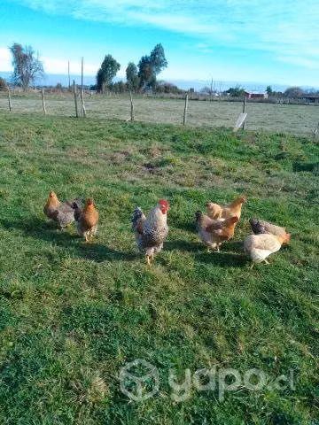 Se vende Parcela Excelente conectividad