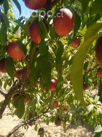 Parcela Sector Liray