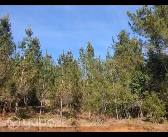 Campo chileno - Imagen 4