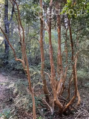 VENDO 5.000 M2 A 8 km del Pucón
