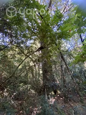 VENDO 5.000 M2 A 8 km del Pucón