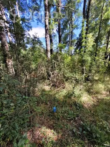 Parcela/Terreno Pucon/Villarrica - Imagen 6