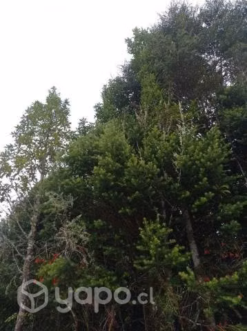Se Vende hermosa Hectarea en comuna de los Muernos