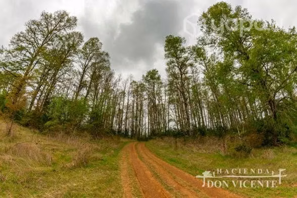 Se vende parcela 1 ha. camino a Antilhue - Imagen 3