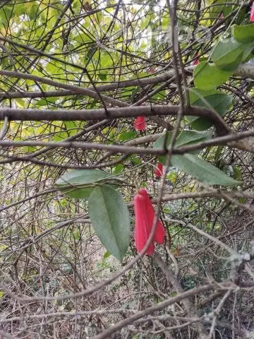 Vendo Campo de 5,7 hectáreas, cerca de Temuco